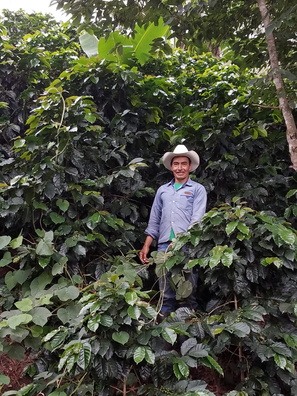 Jose Erasmo "SHG Natural Produce"